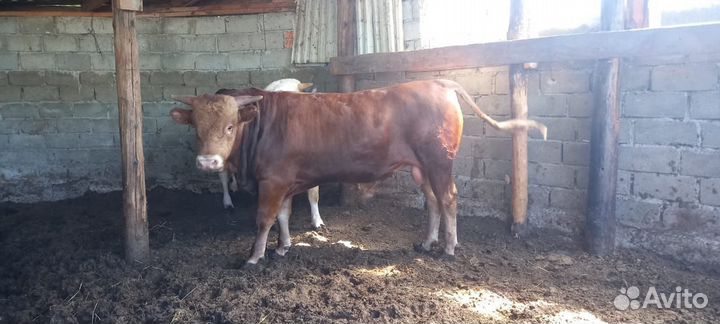 2 бычка