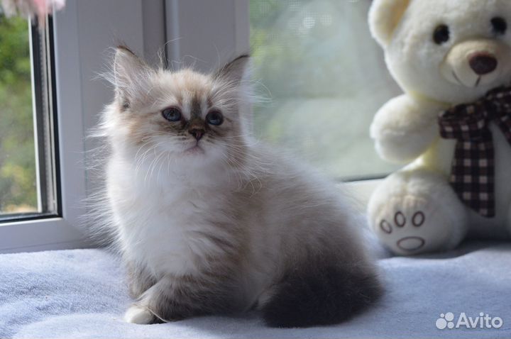 Невская малышка