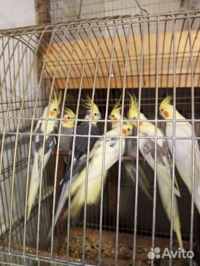 Попугаи корелла