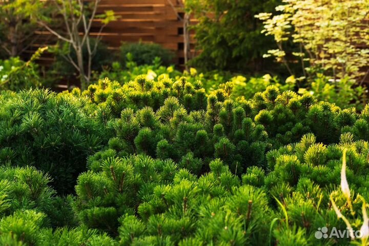 Сосна карликовая горная Пумилио