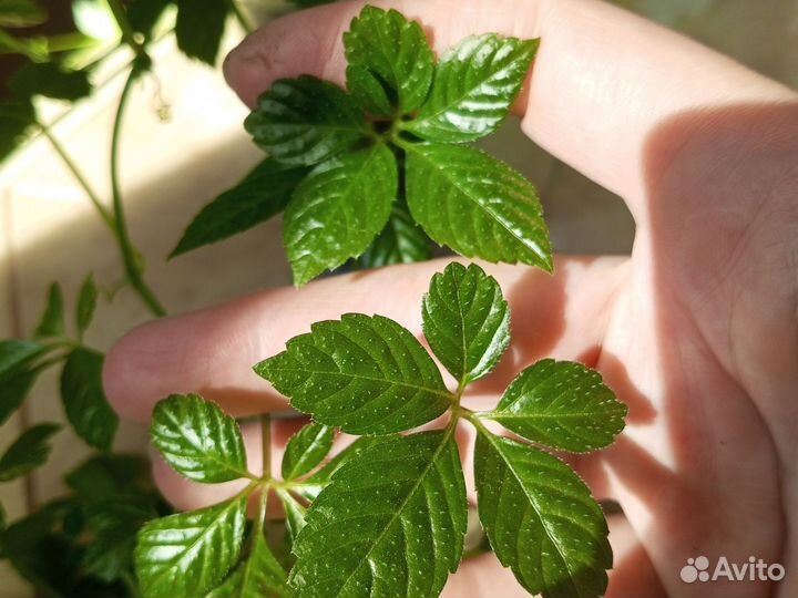 Циссус Стриата(Cissus striata)