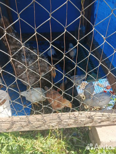 Цеплята от домашних кур