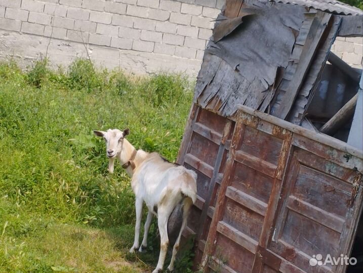 Домашние животные козы