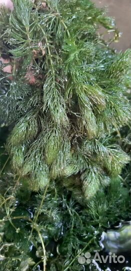 Роголистник