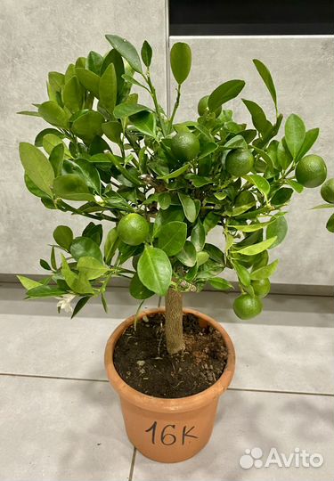 Мандариновое дерево с плодами