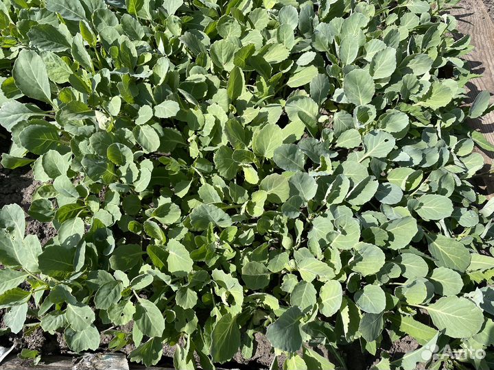 Рассада капусты