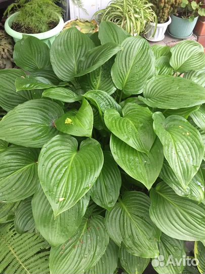 Хоста растение