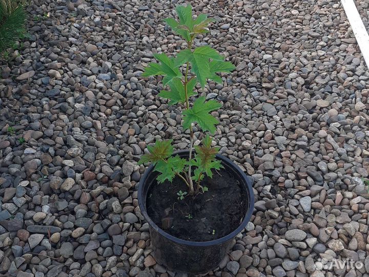 Калина бульдонеж