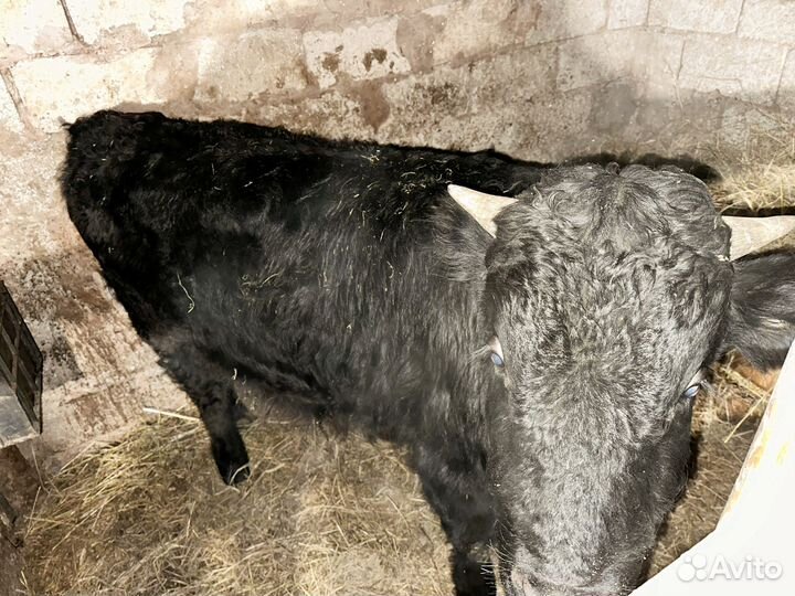 Бычки и быки