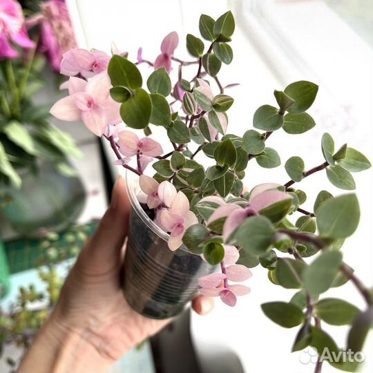 Каллизия крибо