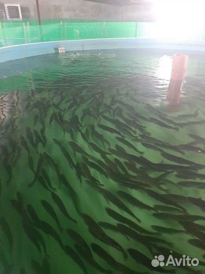 Живая рыба форель