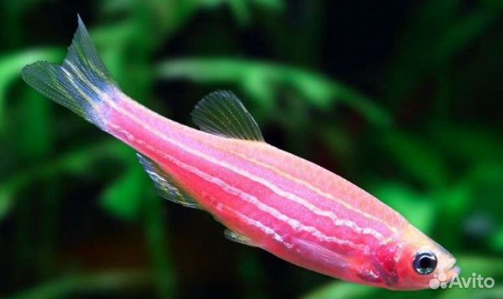 Розовые Данио