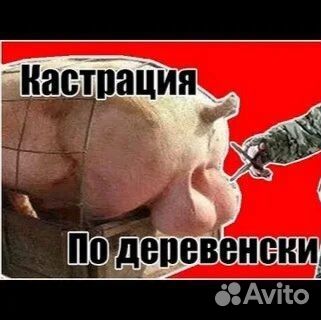Кастрация поросят