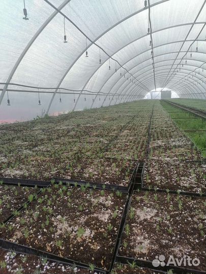 Зкс сосна для лесовостановления