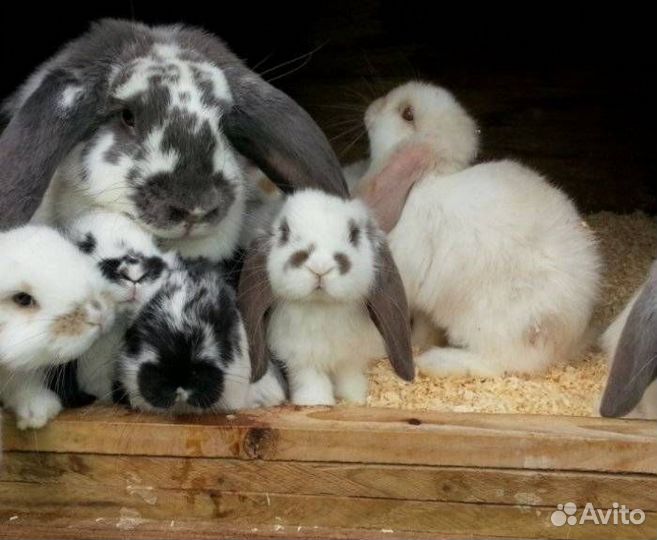 Кролики, крольчихи, крольчата и др