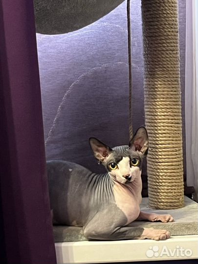 Вязка кошек сфинкс