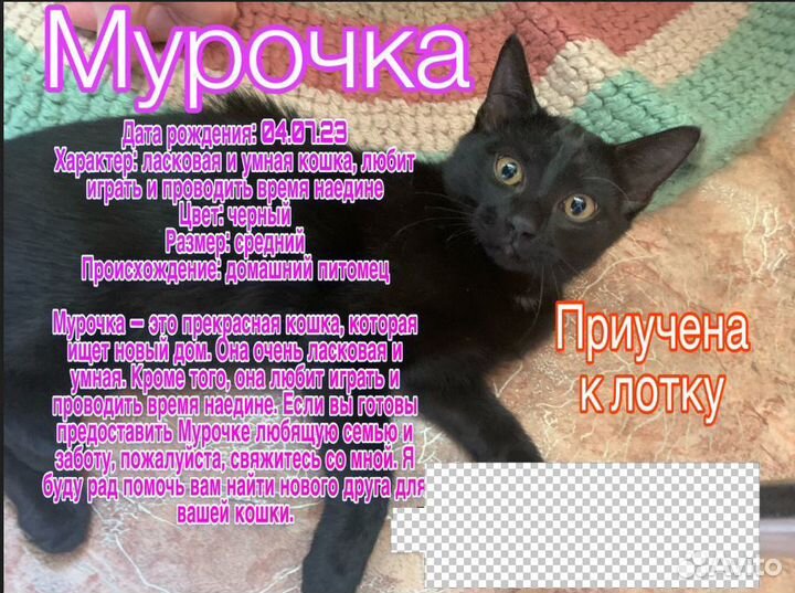 Отдам котят в добрые руки