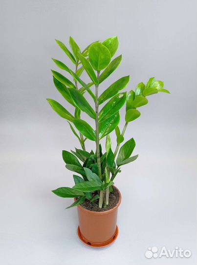 Замиокулькас