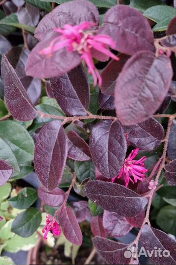 Ремнелепестник Лоропеталум, Лагерстремия