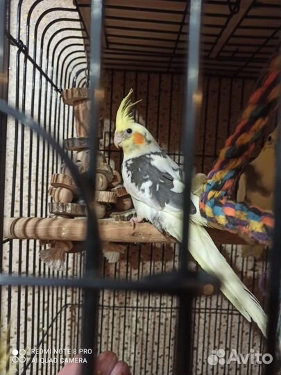 Попугай корелла птенец ручной