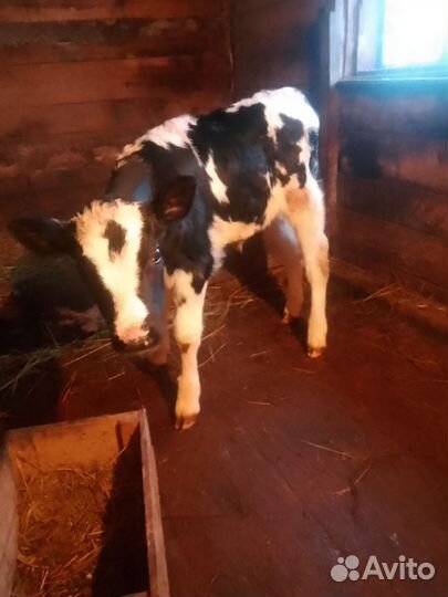 Бычки и быки