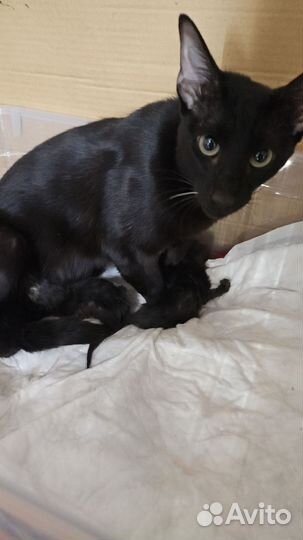 Ориентальные котята