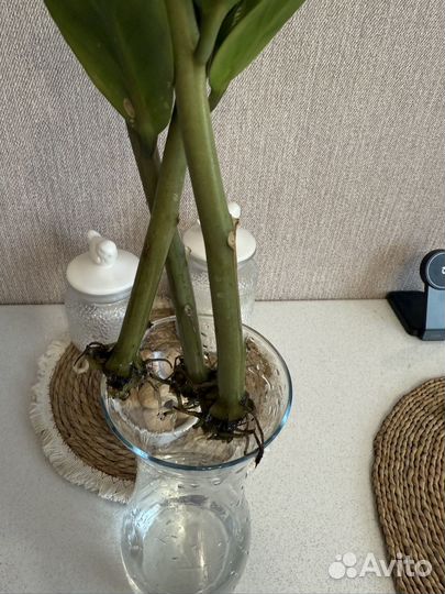 Замиокулькас