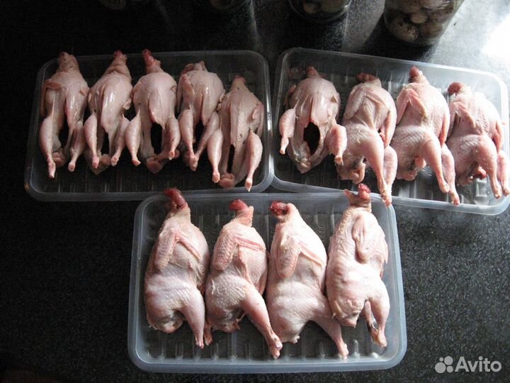 Продам перепелов