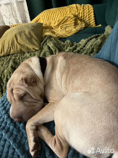 Шарпей Девочка