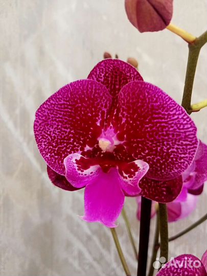 Орхидея фаленопсис Биг-Лип Ягуар отцветает