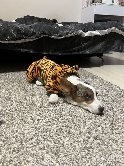 Костюм тигра на собаку