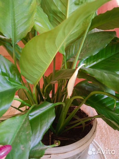 Спатефилум