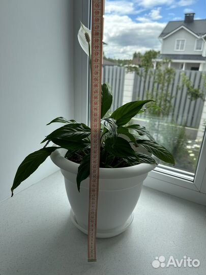 Спатифиллум