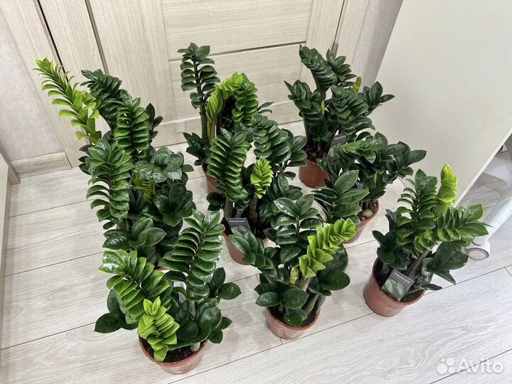 Замиокулькас зензи