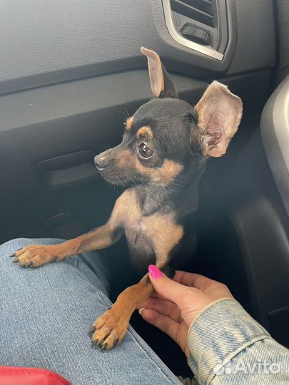 Жених той-терьер