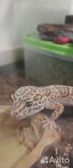 Геккон эублефар