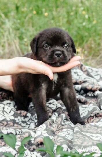 Щенок Кане Корсо мальчик