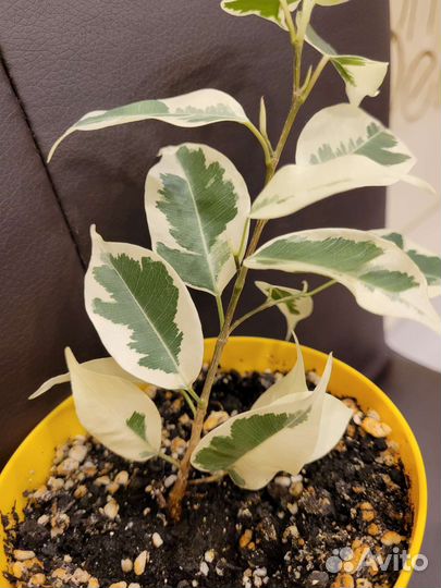 Фикус Ficus Starlight
