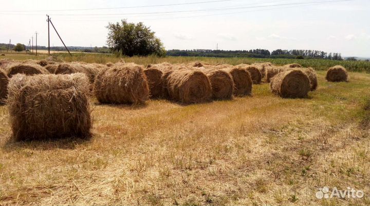 Сено в тюках