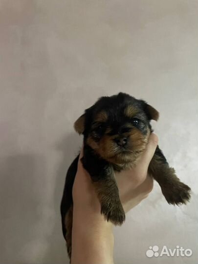 Йоркширский терьер