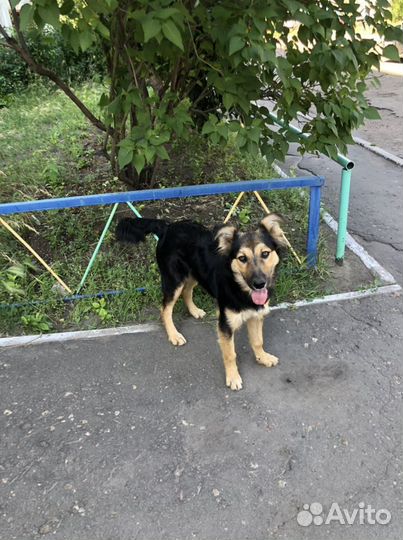 Пристраивается