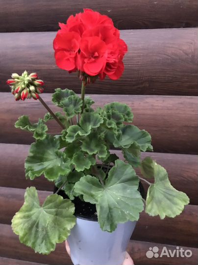 Пеларгония герань
