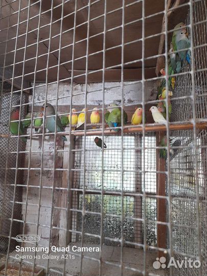 Попугай неразлучники