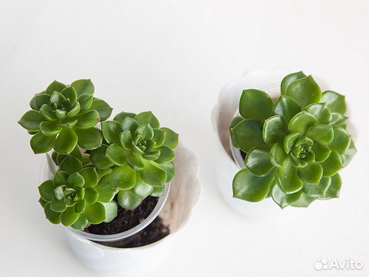 Эхеверии и другие суккуленты - взрослые и 