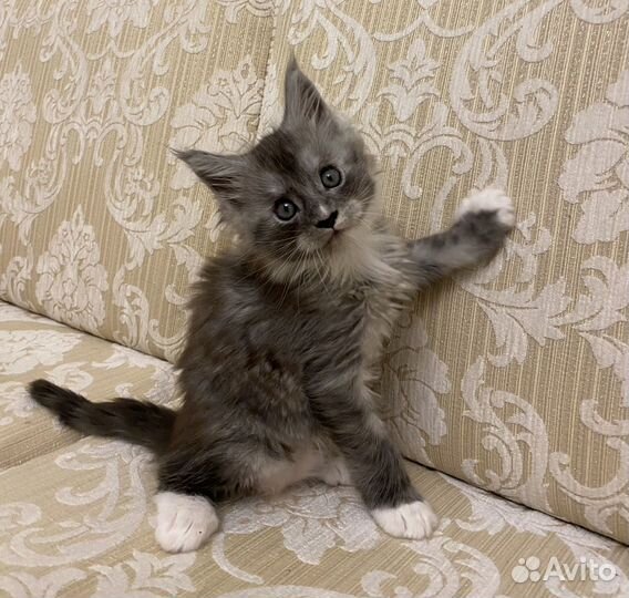 Котята мэйн кун