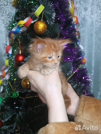 Кошки мейн-кун