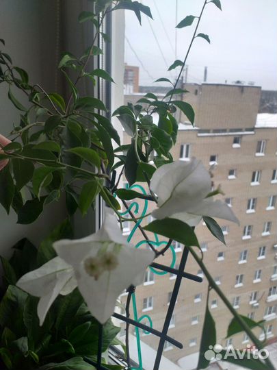 Бугенвилия белая