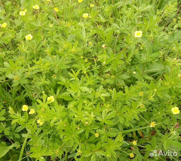 Калган. Лапчатка прямостоячая