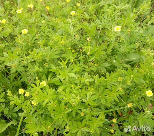 Калган. Лапчатка прямостоячая