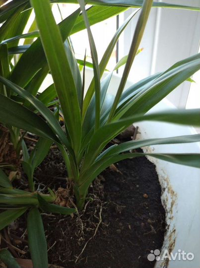 Комнатные растения